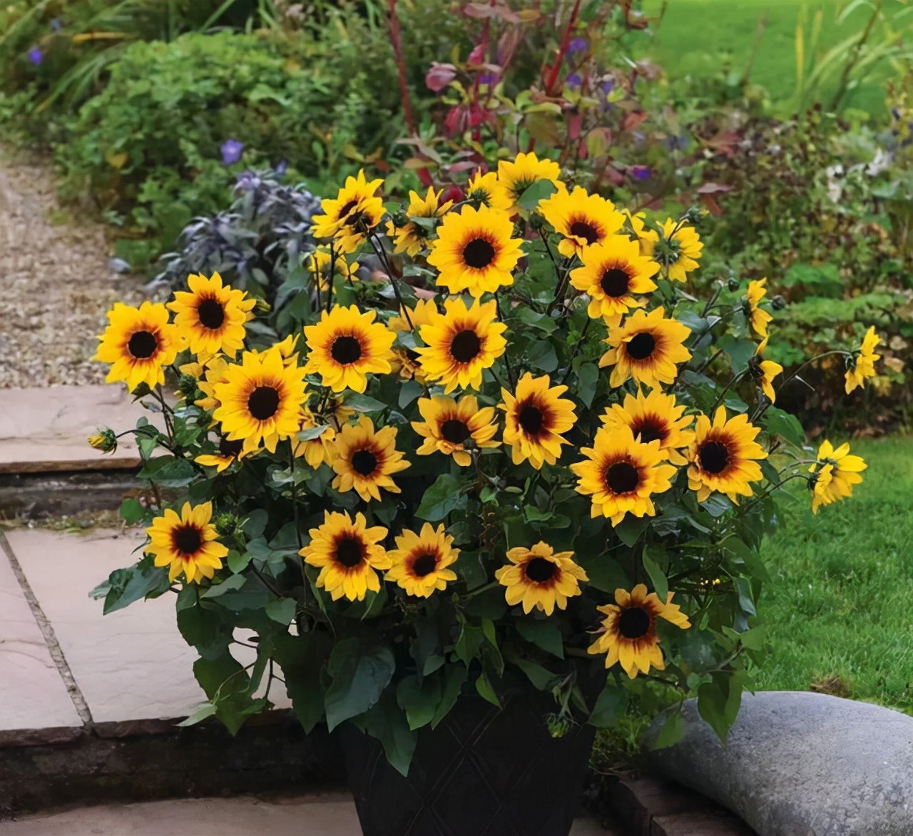 这“38种花”，当你开始收集品种时，你已入坑颇深