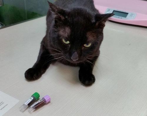 主人为给宠物狗治病花费40万,宠物生病了喂它吃药有错吗