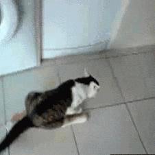 猫咪一定要挤肛吗,猫咪要不要定时挤肛腺