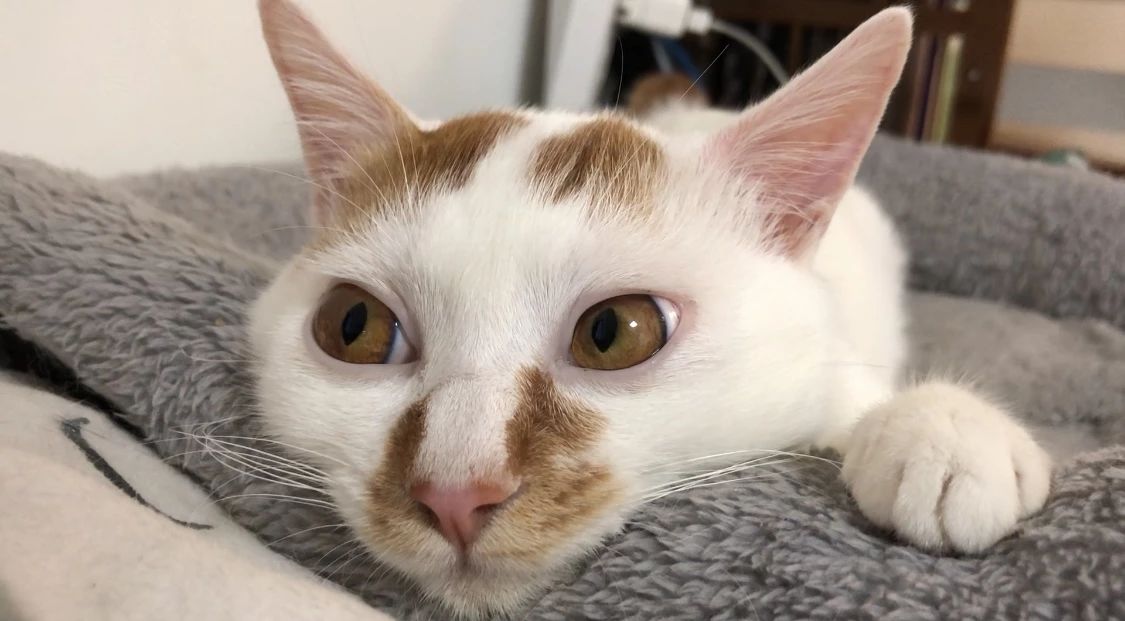 怎么预防猫咪得猫瘟,又到猫瘟高发季