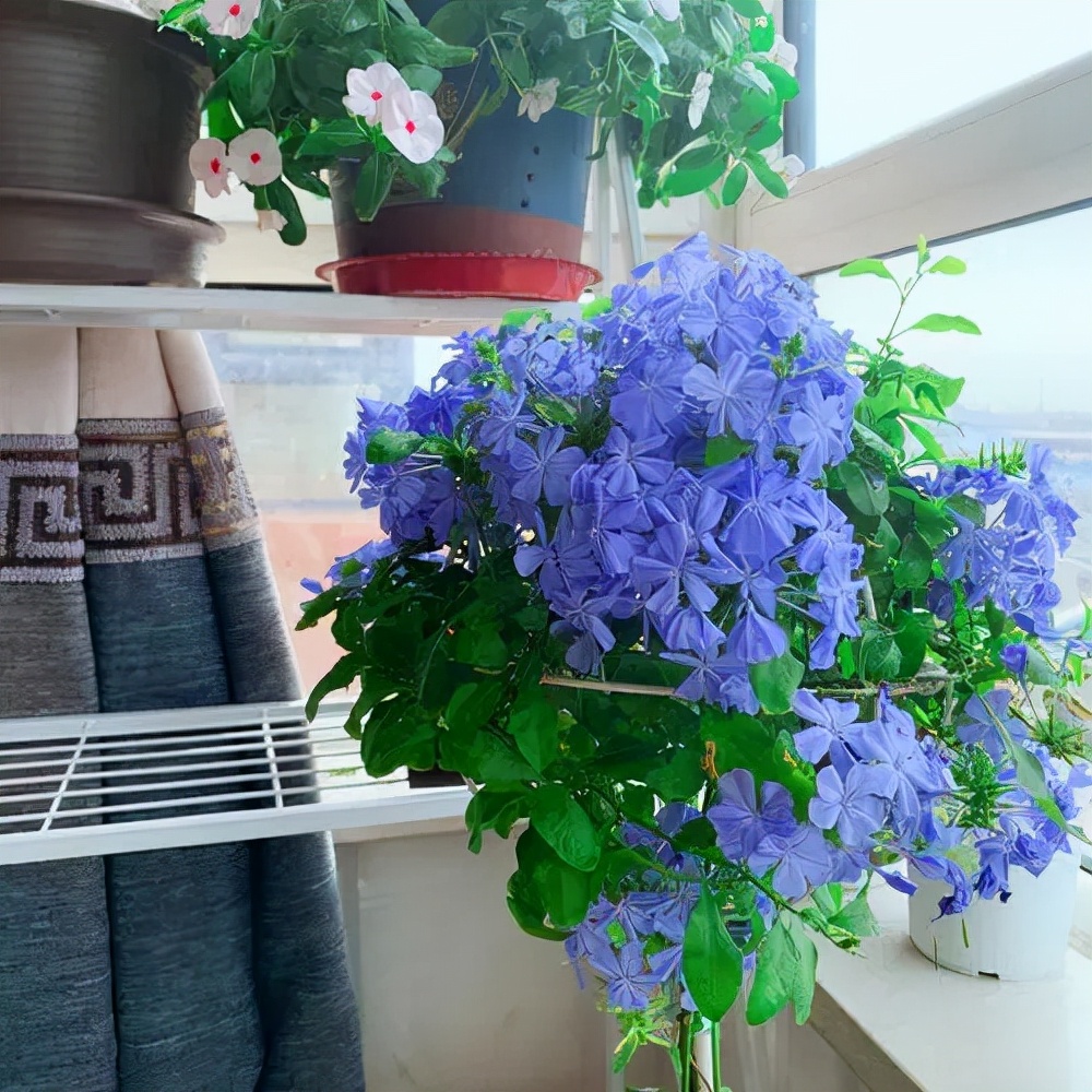 十种蓝色花,常见的六种蓝色花