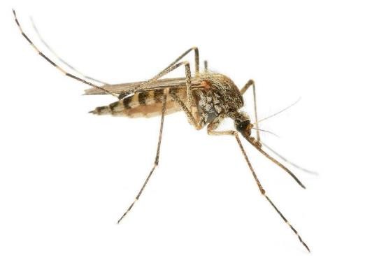 龟类的进化过程图片,龟鳖目动物外形特征