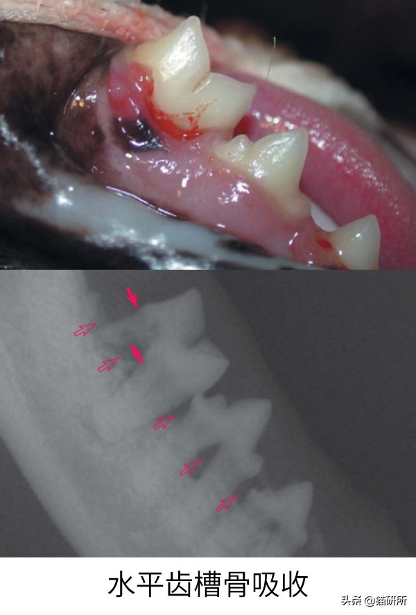 有100只猫该咋办,猫舍的猫全部得口炎了怎么办呢