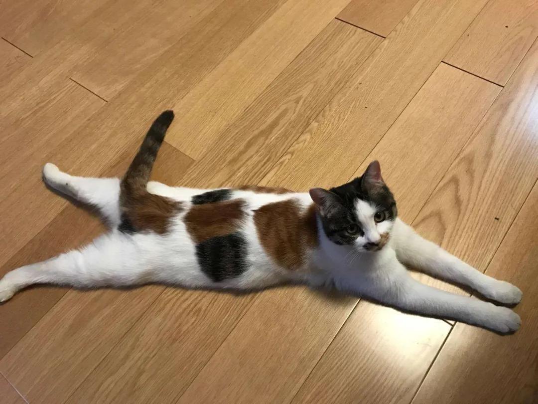 天气热怎么给猫散热,猫怕热怎么办最有效的方法