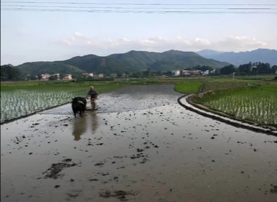 农村潮湿环境常见的昆虫,在乡下能捉到哪些可爱的虫子