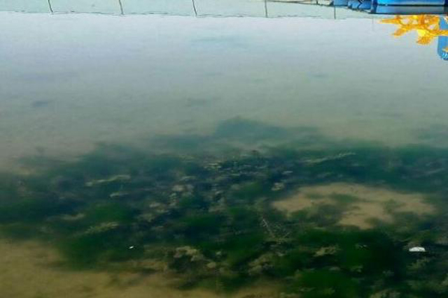 虾田里青苔怎样除掉不伤虾苗,稻田虾青苔治理