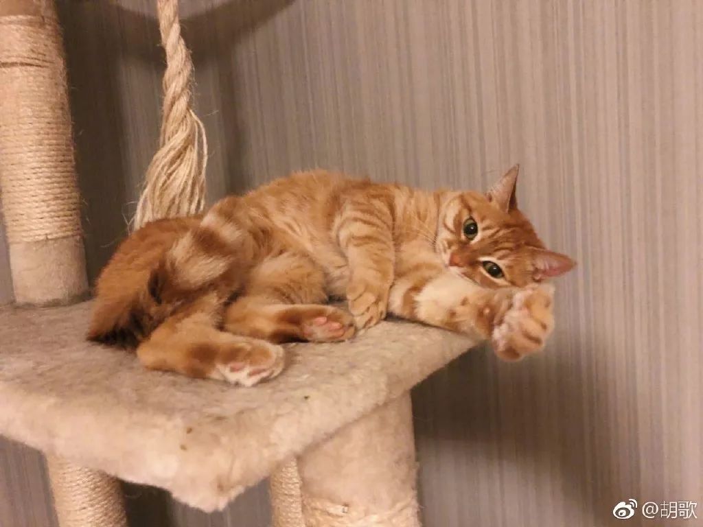 胡歌彭于晏和我,胡歌我和我的父辈