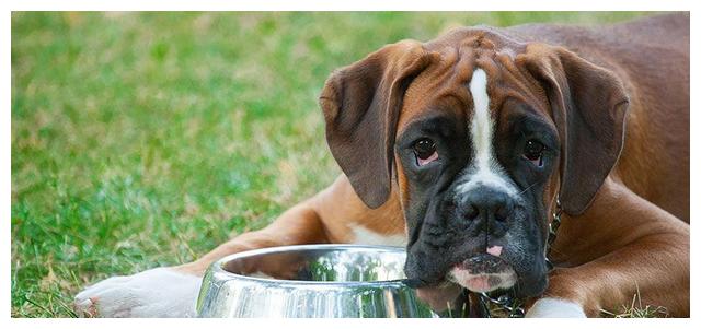 狗狗厌食吃什么狗粮,狗狗宁愿饿着也不吃狗粮怎么办