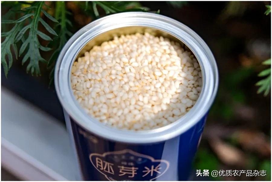 胚芽米为何成了“网红米”？北纬45°的寒地胚芽米竟然越凉越好吃