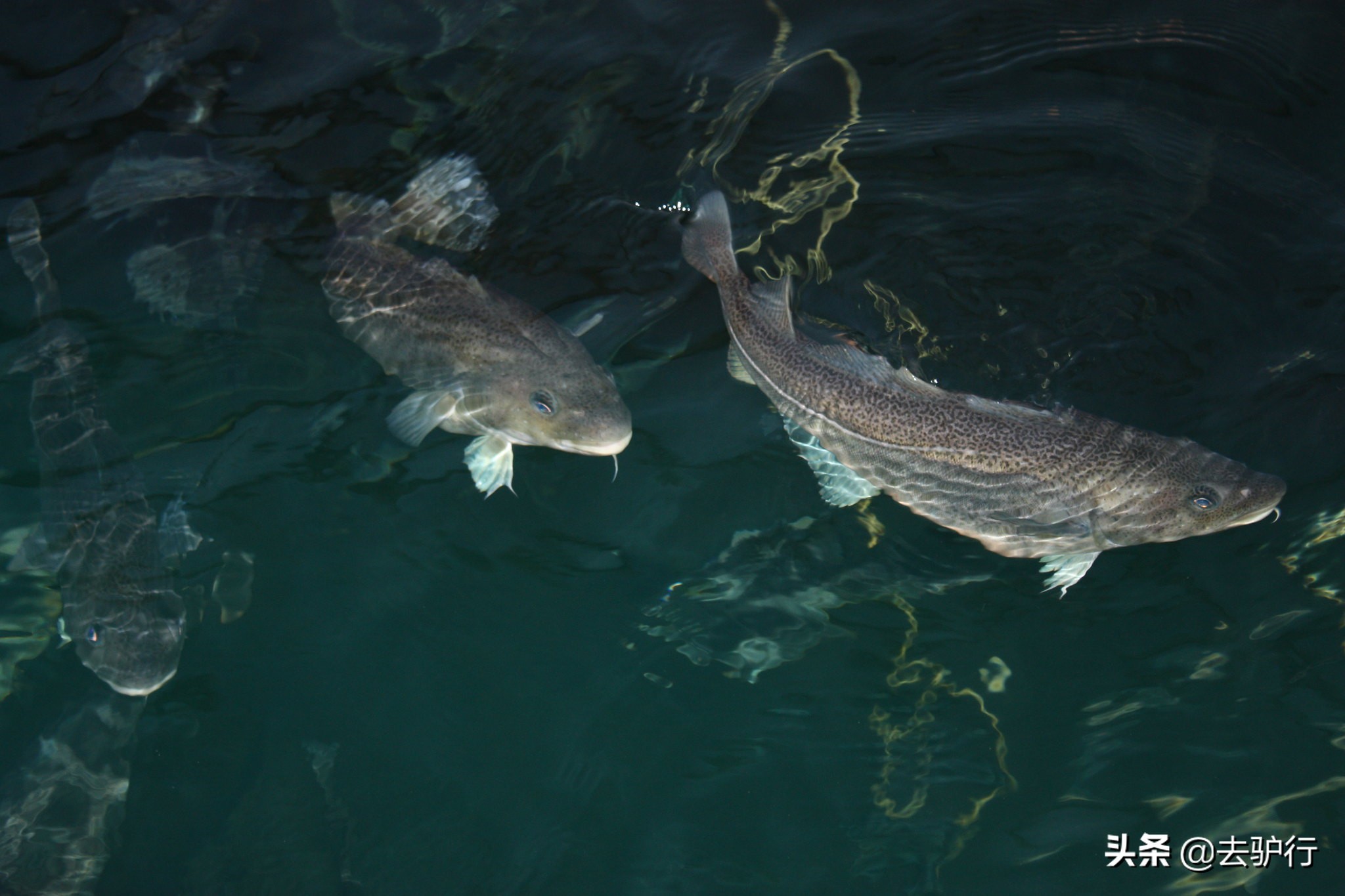 挪威三文鱼大规模养殖,挪威三文鱼养殖一年赚多少钱