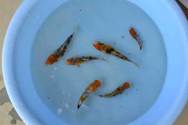 湖南最好的锦鲤养殖基地,湘潭锦鲤养殖