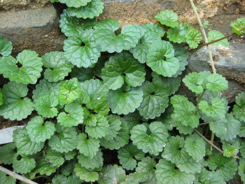 寓意健康长寿的盆景,寓意美好的盆景