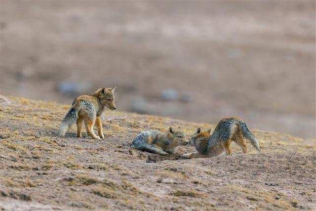 地震来临前动物的行为,动物的异常行为