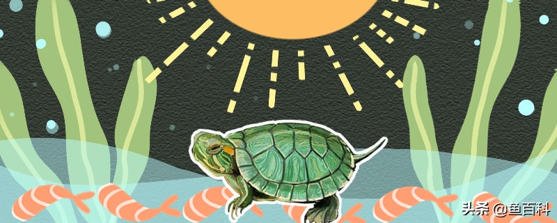 巴西龟常见病及处理方法,巴西龟最容易得什么病