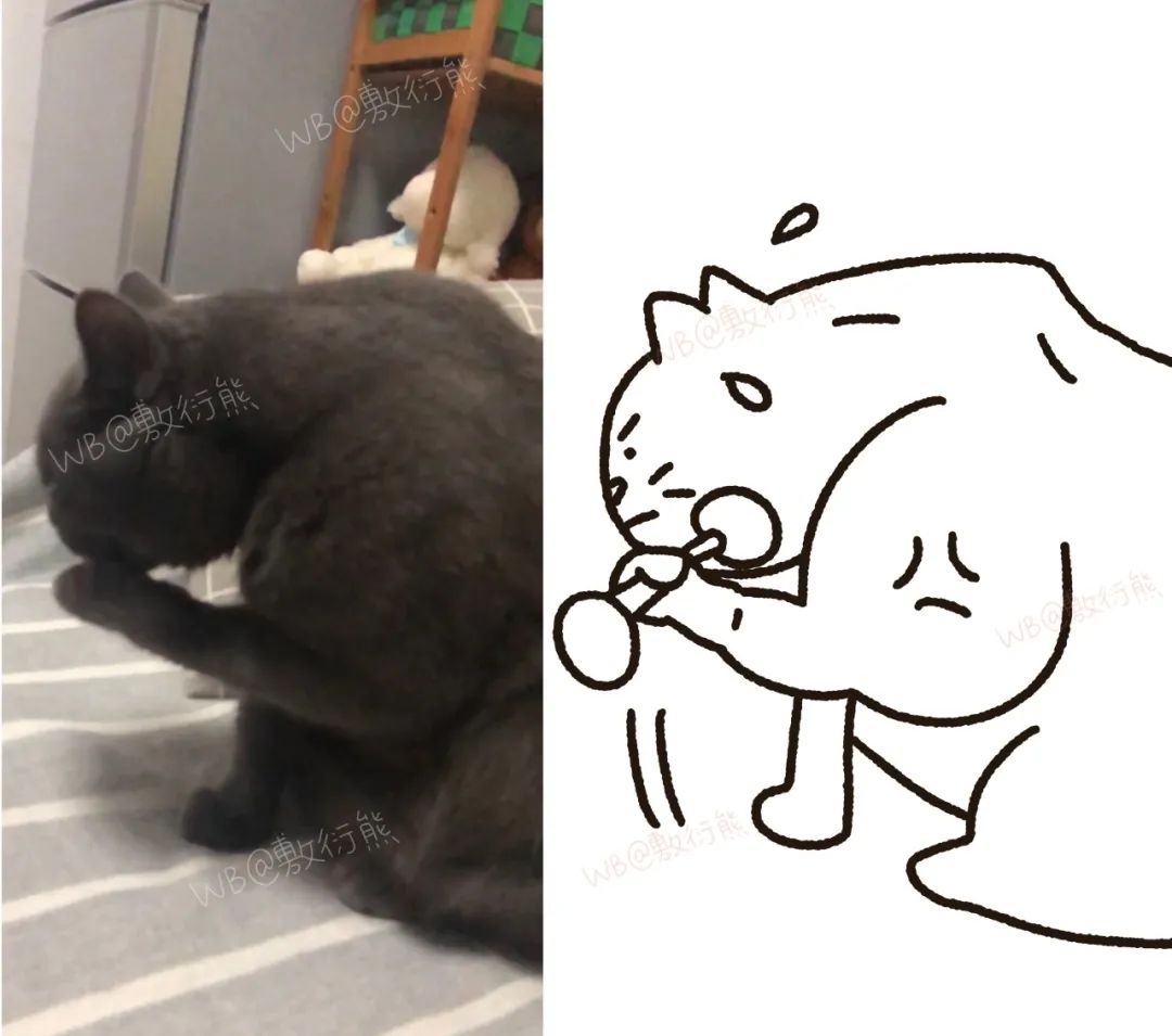 猫是只好猫，但被网友这么一弄…哈哈哈哈哈没脸见人了