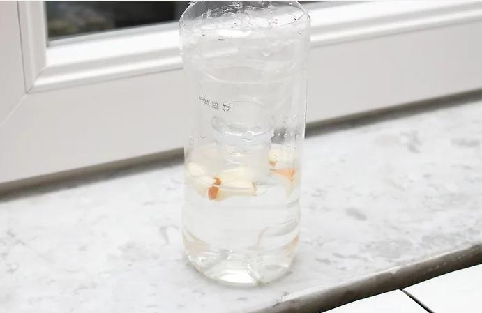 怎么驱赶苍蝇最有效不用灭蝇神器,自制捕蝇器苍蝇如何清理