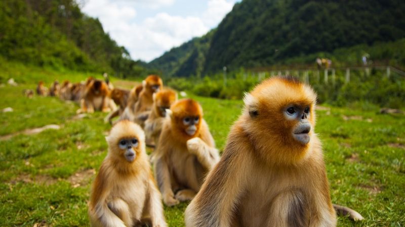 金丝猴也心机，为上位上演宫斗戏，多数小猴非公猴亲生