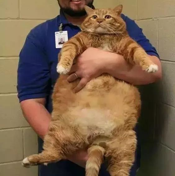 新手养猫指南：想要挑选性格温顺的猫咪，这些关键点一定要看看