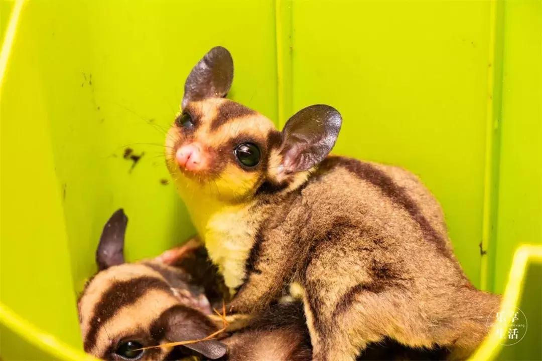 39.9元羊驼,羊驼门票抖音团购