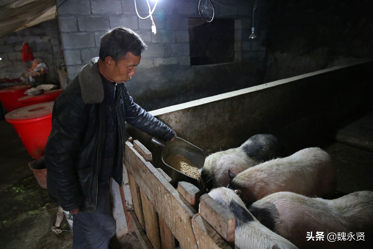 72岁老人养了10年母猪,22年养10头母猪一年能挣多少钱