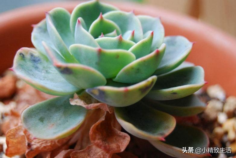 多肉植物有枯叶怎么办呢,多肉植物的枯叶要摘了吗
