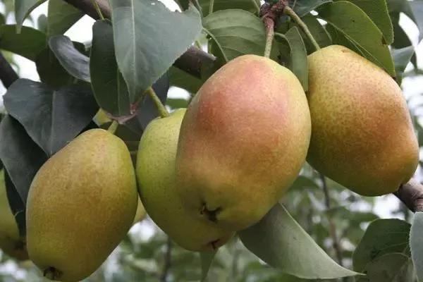 红梨是怎么培育的,红梨树的栽培技术