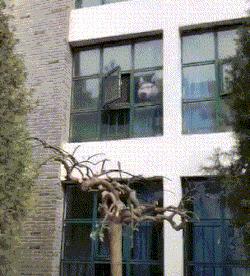 搞笑gif趣图你喜欢女神还是女汉子,搞笑gif趣图妹子健身辛苦吗