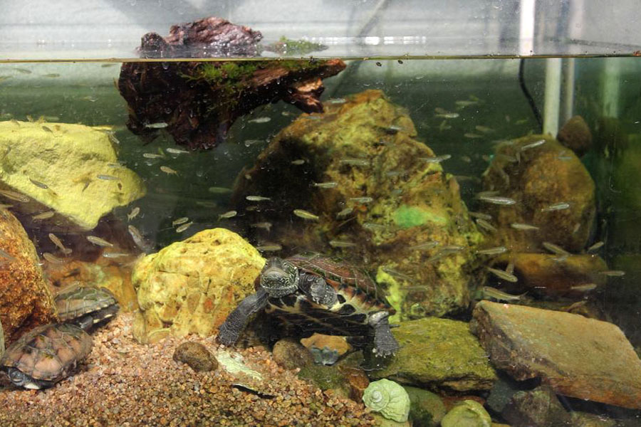 养龟怎么保持水质,养龟保持水质最好的方法
