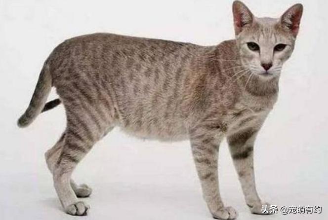 埃及猫的速度与激情，一定会让你迷恋