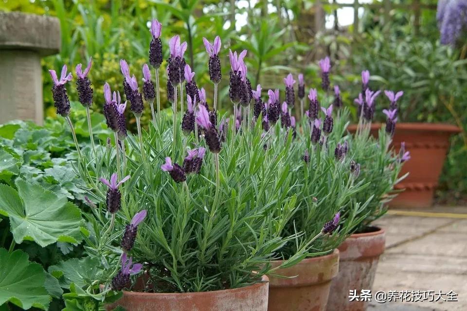 衣草种植养护方法步骤图片,法国衣草怎么养护视频讲解