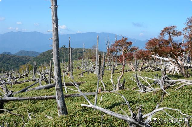 日本人为什么爱吃板栗,日本人为什么爱吃鱼