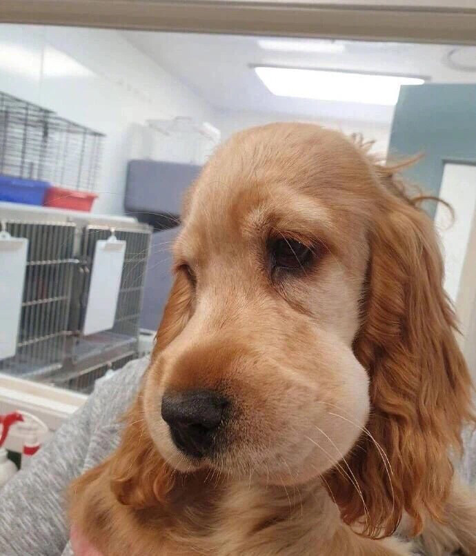 怎样正确饲养狗狗,如何科学饲养狗狗