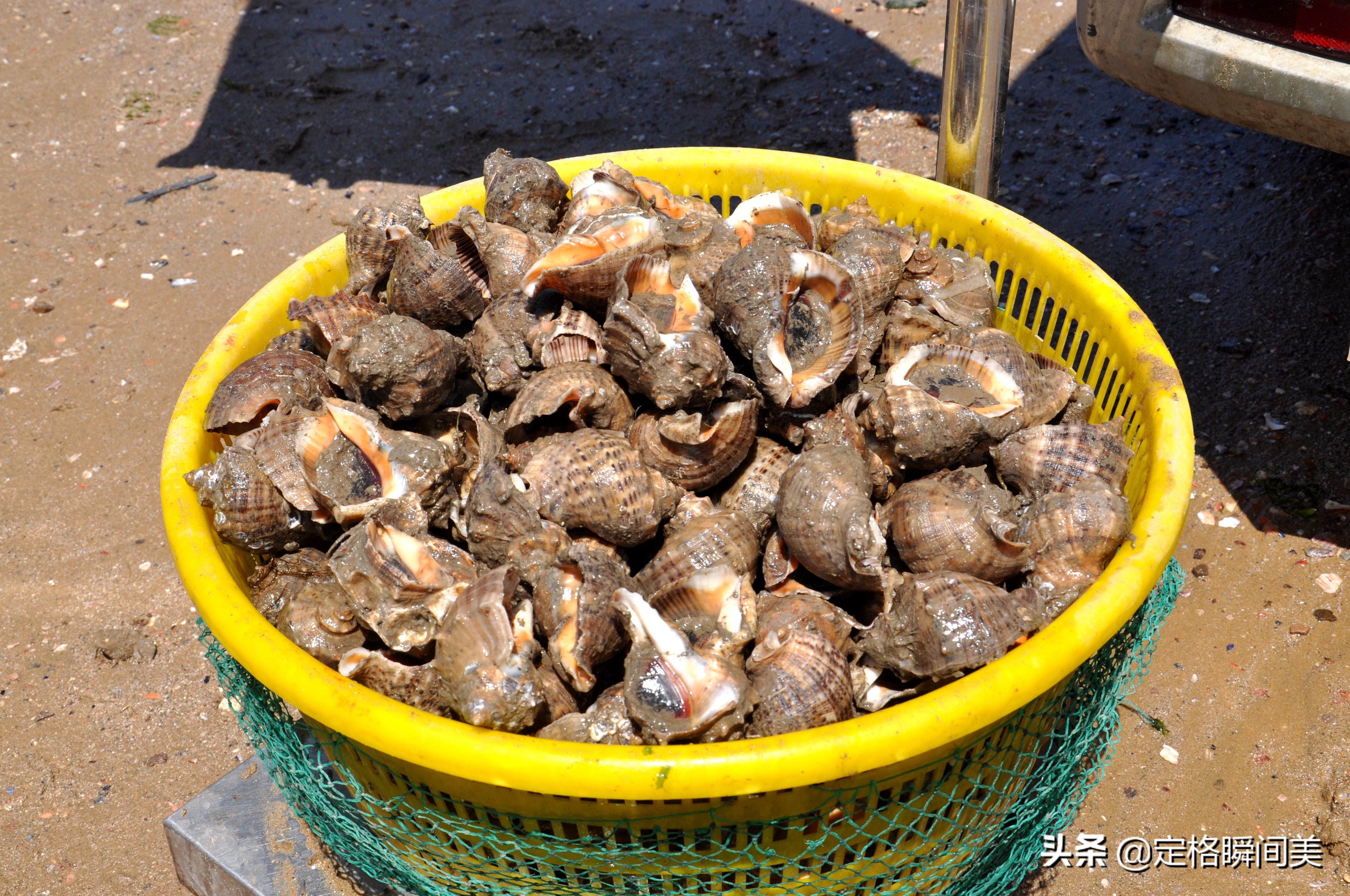 青岛纯野生海参深海海参冷冻即食,青岛纯野生海参