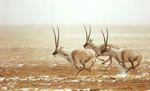 真的有钱！留学生带13根金条、穿防弹衣去美国，当场遣返...