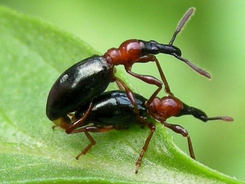 红薯害虫图片大全,红薯象甲虫的防治