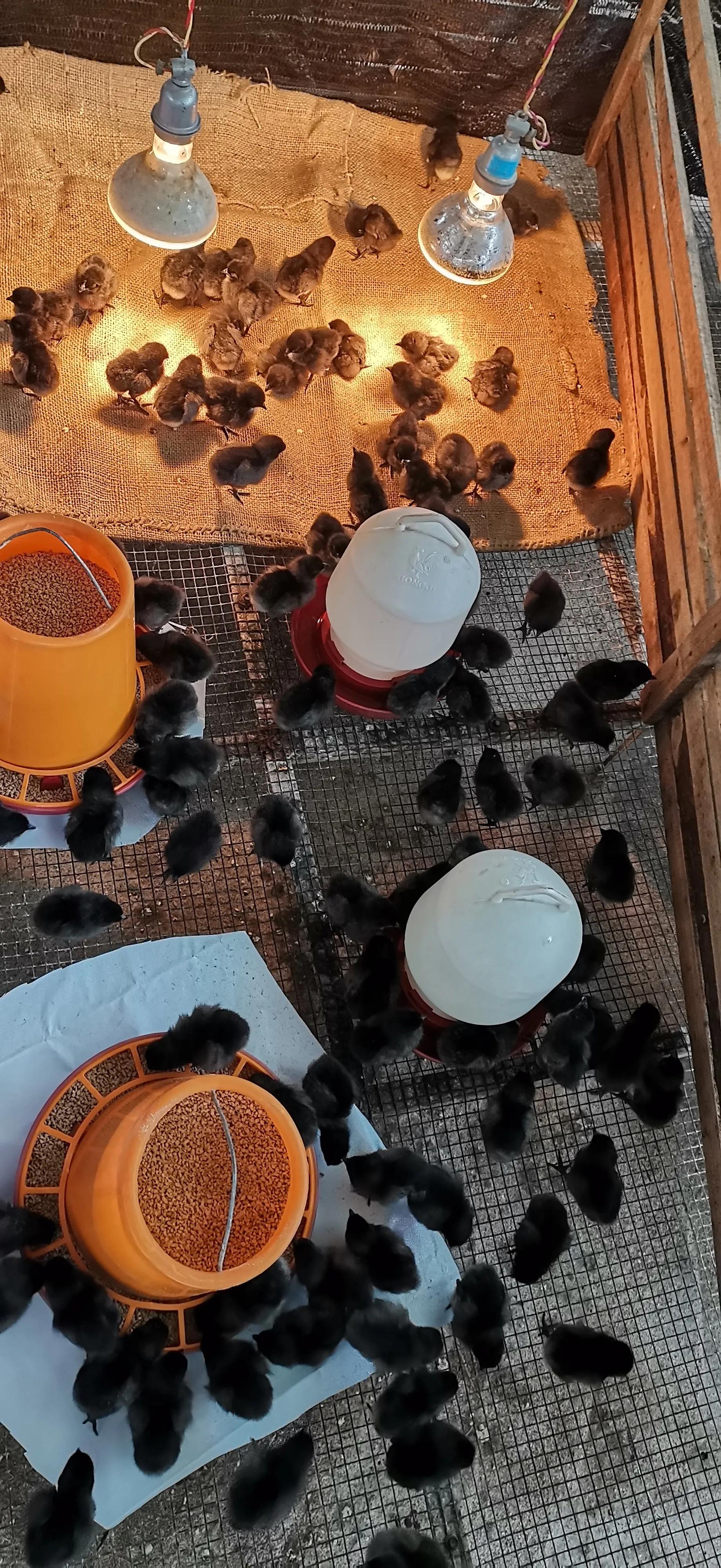 小鸡育雏网床制作方法,怎样搭建小鸡保温棚