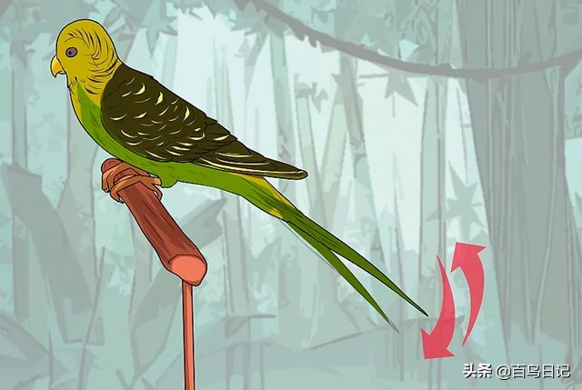 第五十九课：如何理解鸟的肢体语言？