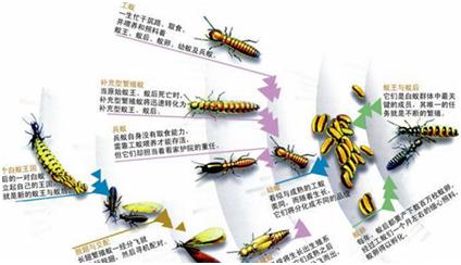 专业白蚁防治价格,防治白蚁最好的方法