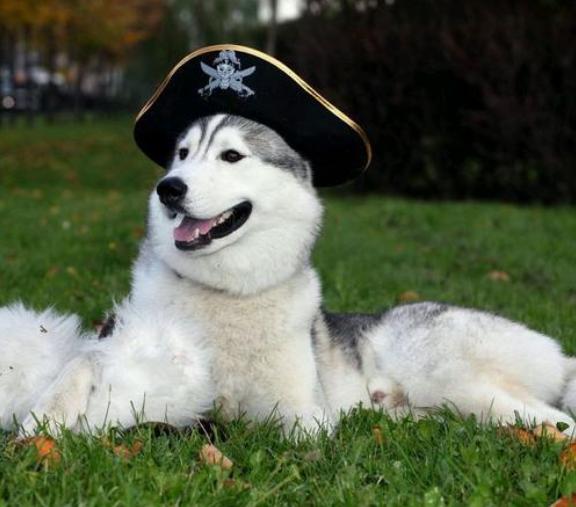 哈士奇掉毛严重吃什么维生素,哈士奇尾尖掉毛