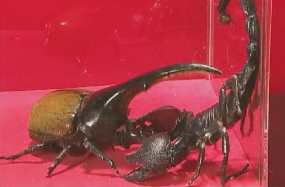 长戟大兜虫为什么淘宝上还能卖,长戟大兜虫中国养违法吗