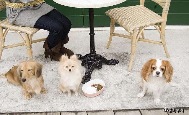 狗狗腕关节的肉球是什么,狗狗的肉球