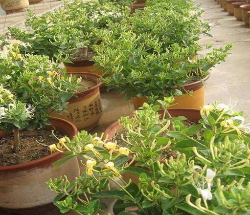 养金银花盆底要有洞吗,养金银花用多大盆