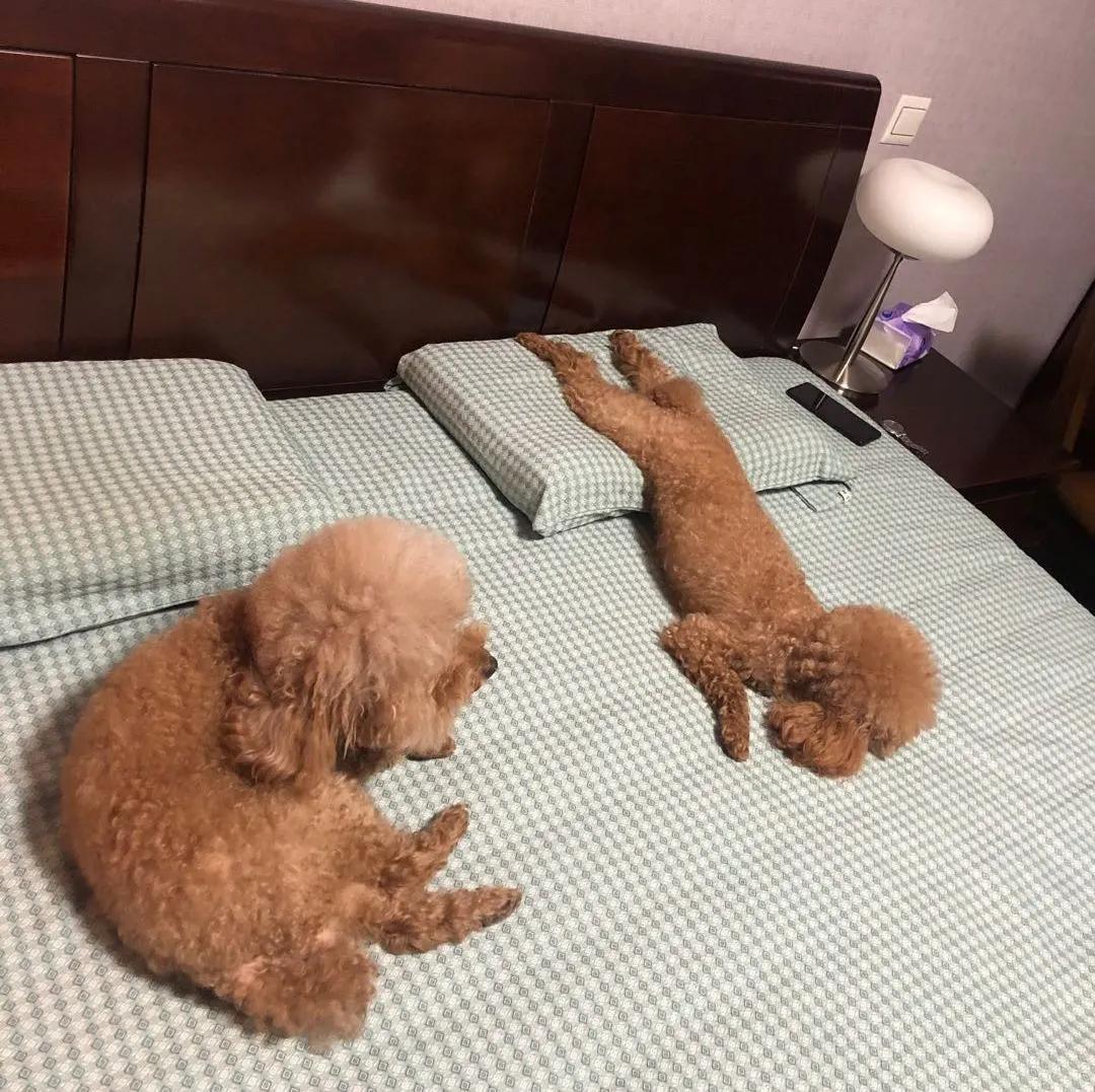 模仿狗狗睡姿,分享下你家狗子的睡姿