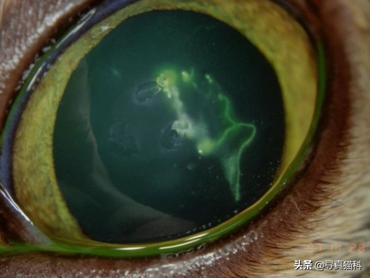 猫只流脓鼻涕打喷嚏也是疱疹吗,猫得了疱疹病毒只打喷嚏和流鼻涕