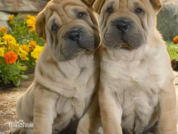 不掉毛无体味性格温顺的小型犬,宠物狗大全表