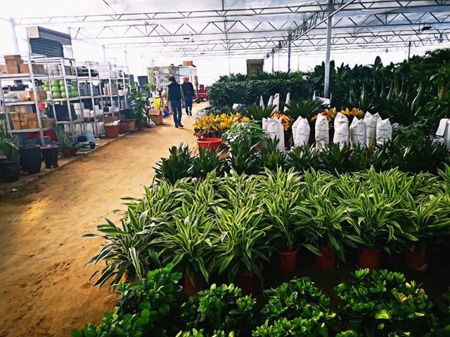 西安三桥附近哪里有花卉市场,西安北二环大明宫花卉市场地址