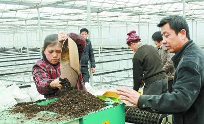 怎样防止黄瓜虫,黄瓜根结线虫最佳防治方法