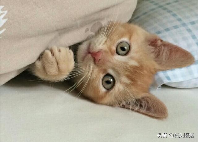 猫为什么喜欢钻被窝趴在脚上睡觉,猫为什么喜欢钻被窝啊