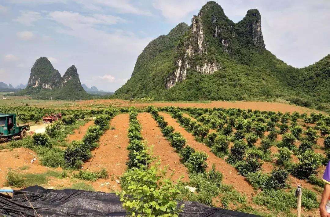 柑橘采摘园的建设标准,新手种植果树入门建议