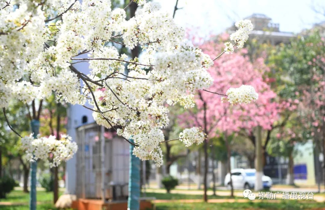三月弥勒什么地方可以赏花,弥勒3月赏花攻略